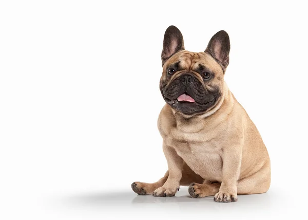 Bulldog francés cachorro sobre fondo blanco —  Fotos de Stock