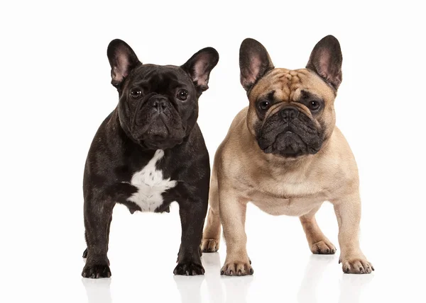 Dois filhotes de cachorro buldogue francês no fundo branco — Fotografia de Stock