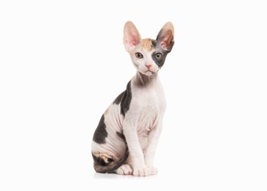 Don sphynx kedi beyaz zemin üzerine