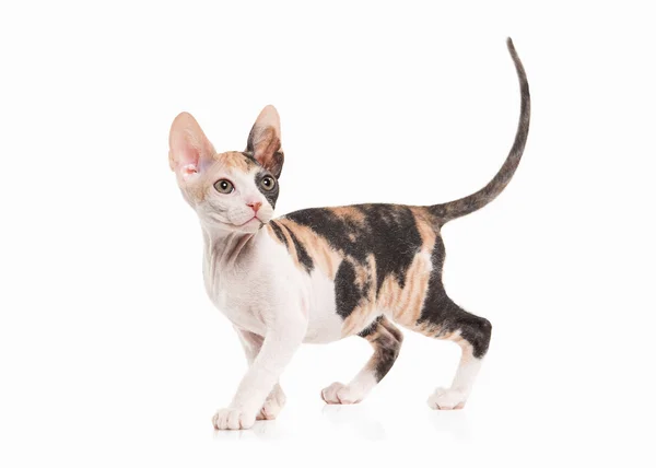 白い背景の上のドン スフィンクスの子猫 — ストック写真
