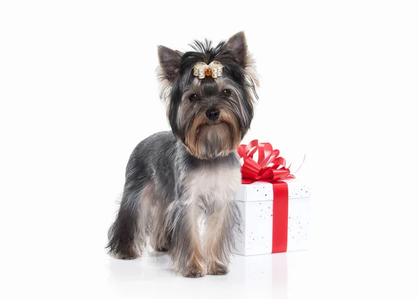 Dog. Yorkie puppy with gift boxes on white background — Stock Photo, Image