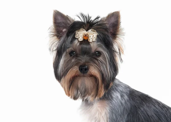 Perro. Yorkie cachorro sobre fondo blanco — Foto de Stock