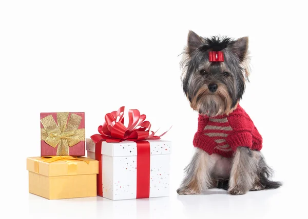 Dog. Yorkie puppy with gift boxes on white background — Stock Photo, Image