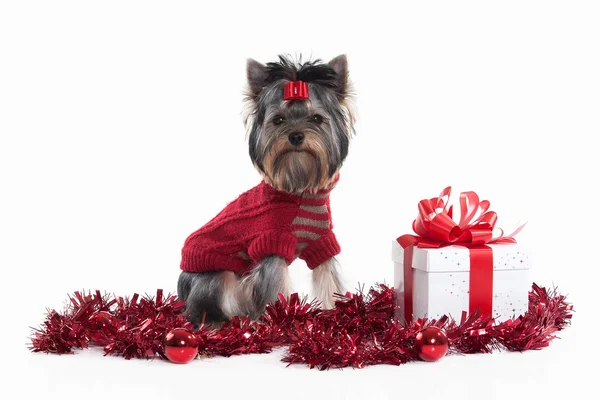 Dog. Yorkie puppy with gift boxes on white background — Stock Photo, Image