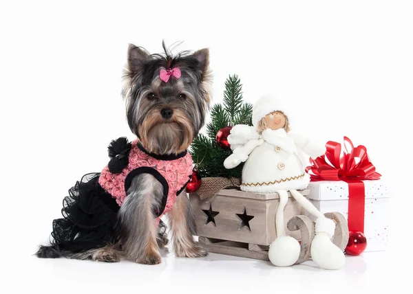 Dog. Yorkie puppy with gift boxes on white background — Stock Photo, Image