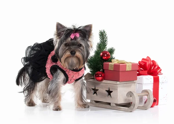 Hund. yorkie welpe mit geschenkschachteln auf weißem hintergrund — Stockfoto