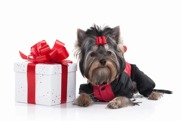 Hund. Yorkie valp med presentförpackning på vit bakgrund — Stockfoto