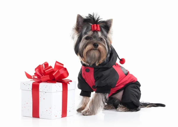 Dog. Yorkie puppy with gift boxes on white background — Stock Photo, Image