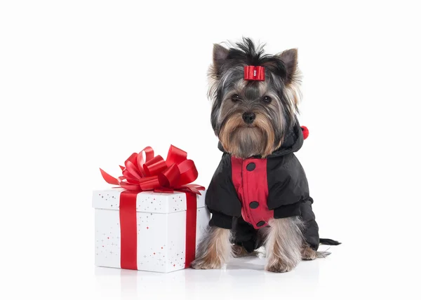 Dog. Yorkie puppy with gift boxes on white background — Stock Photo, Image