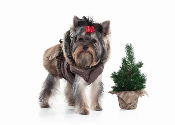 Hund. Yorkie valp med julgran på vit bakgrund — Stockfoto