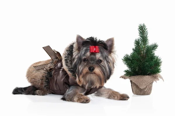 Dog. Yorkie puppy with christmas tree on white background — Stock Photo, Image