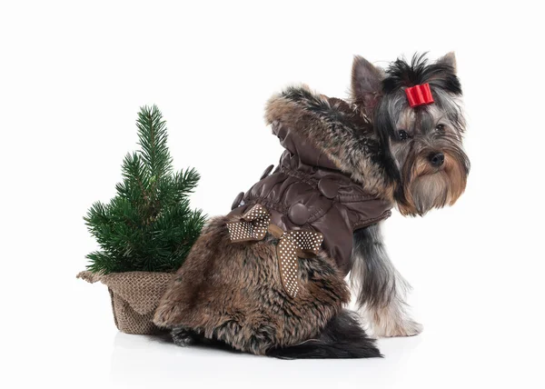 Hund. Yorkie valp med julgran på vit bakgrund — Stockfoto