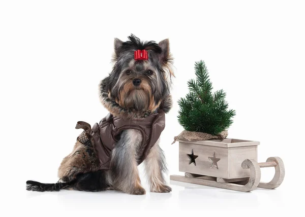 Hund. Yorkie valp med julgran på vit bakgrund — Stockfoto