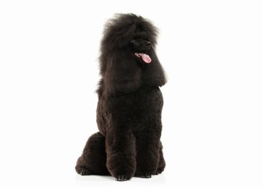 Köpek. Beyaz arka plan üzerinde izole siyah fino köpeği büyük boy