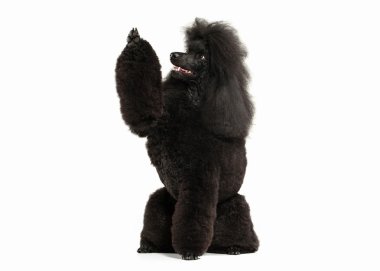 Köpek. Beyaz arka plan üzerinde izole siyah fino köpeği büyük boy