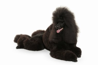 Köpek. Beyaz arka plan üzerinde izole siyah fino köpeği büyük boy