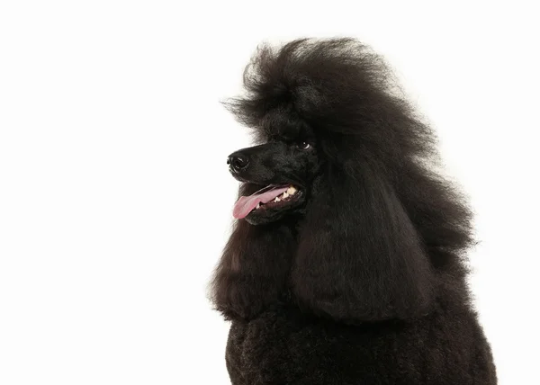 Chien. Caniche noire grande taille isolée sur fond blanc — Photo