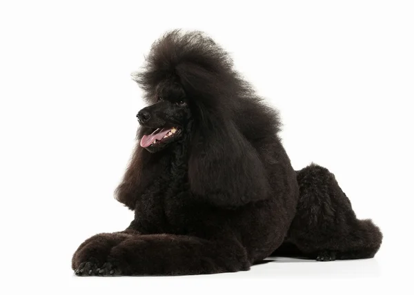 Chien. Caniche noire grande taille isolée sur fond blanc — Photo