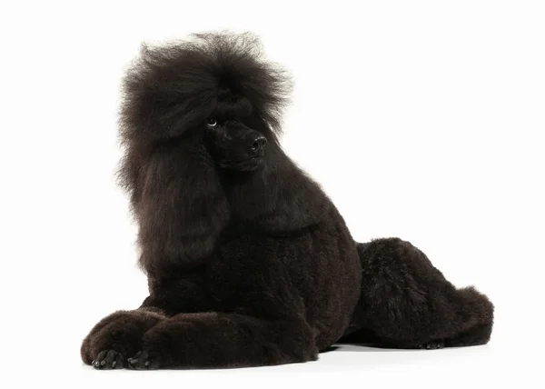 Hund. schwarzer Pudel groß isoliert auf weißem Hintergrund — Stockfoto