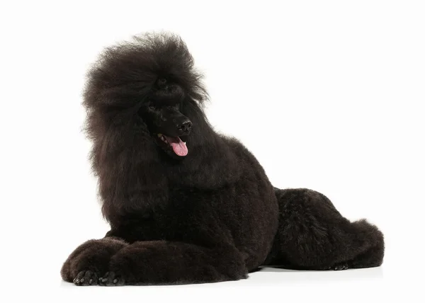 Pies. Czarny pudel duży rozmiar na białym tle — Zdjęcie stockowe