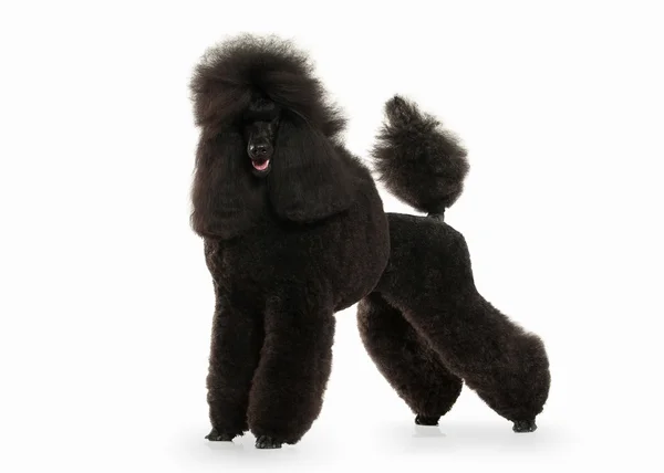 big size poodle