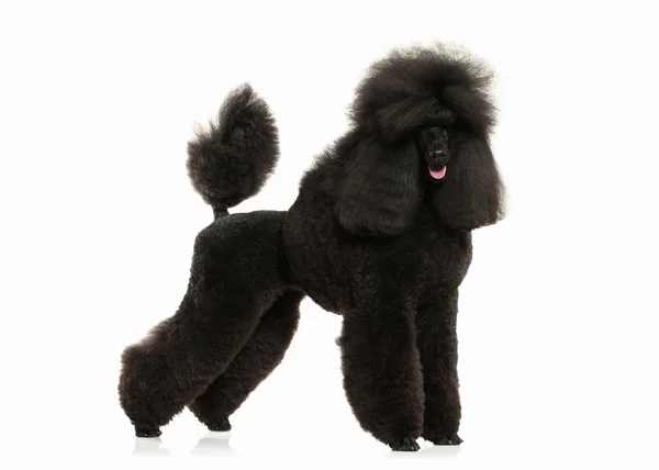 Hund. schwarzer Pudel groß isoliert auf weißem Hintergrund — Stockfoto