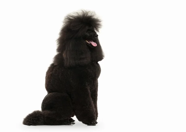 Chien. Caniche noire grande taille isolée sur fond blanc — Photo