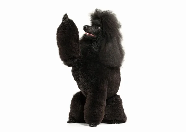 Chien. Caniche noire grande taille isolée sur fond blanc — Photo