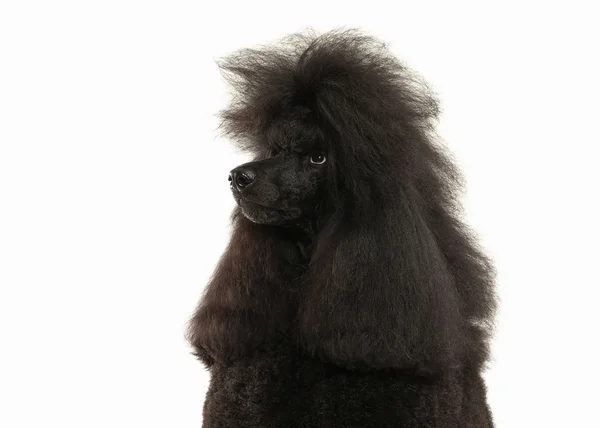 犬。白い背景に分離された黒プードル ビッグサイズ — ストック写真