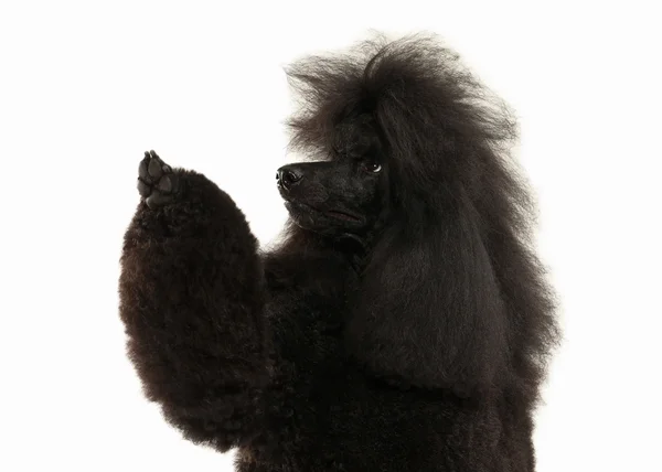 Cão. Preto poodle grande tamanho isolado no fundo branco — Fotografia de Stock