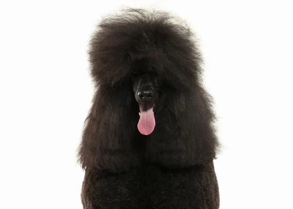 Chien. Caniche noire grande taille isolée sur fond blanc — Photo