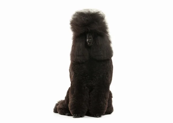 Köpek. Beyaz arka plan üzerinde izole siyah fino köpeği büyük boy — Stok fotoğraf
