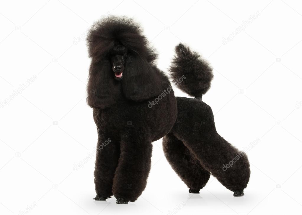 Dog. Black poodle big size isolated on white background