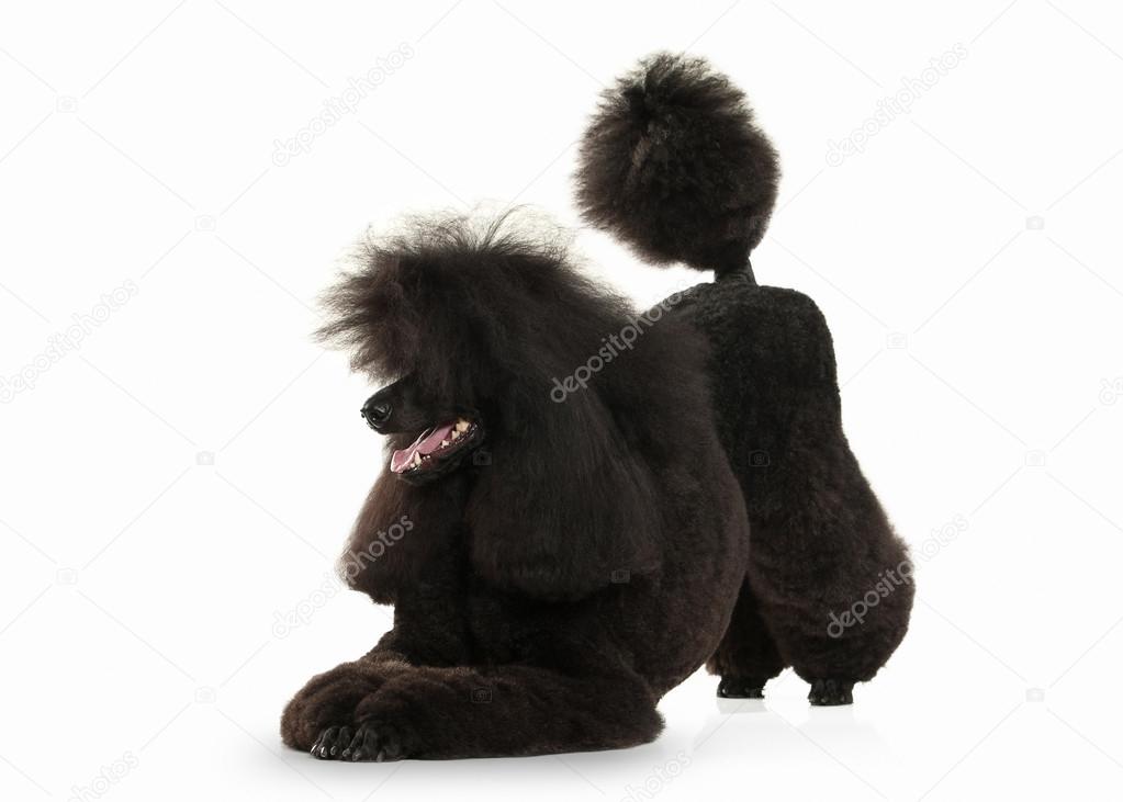 Dog. Black poodle big size isolated on white background