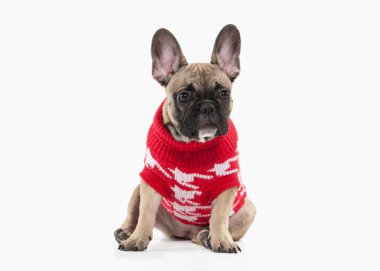 Köpek. Beyaz arka plan üzerinde Fransız bulldog köpek yavrusu