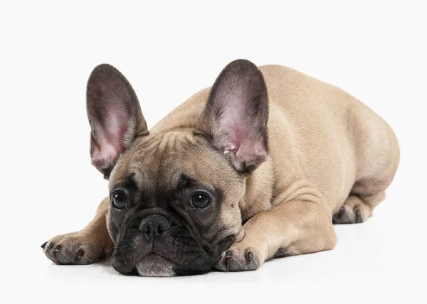 Cão. Cachorrinho bulldog francês no fundo branco — Fotografia de Stock