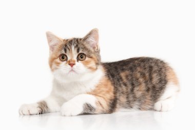 Kedi. Beyaz arka plan üzerine beyaz ile İskoç yayla yavru kedi