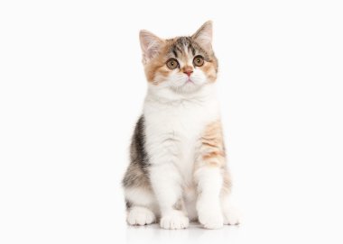 Kedi. Beyaz arka plan üzerine beyaz ile İskoç yayla yavru kedi