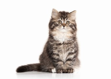 Kedi. Beyaz arka plan üzerine beyaz ile İskoç yayla yavru kedi