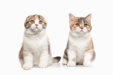 Kedi. Beyaz adam beyaz ile iki İskoç yayla yavru kedi