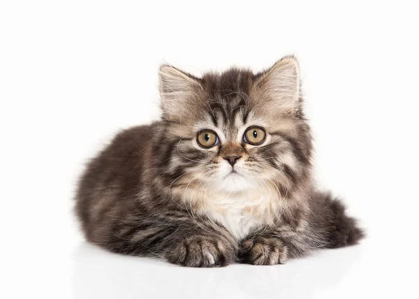 Cat. Scottish highland kitten with white on white background — Stock Photo, Image