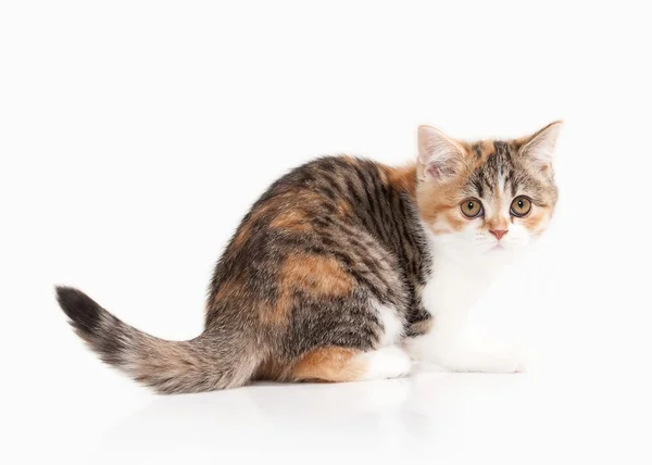 ¡Cat! Scottish highland gatito con blanco sobre fondo blanco —  Fotos de Stock