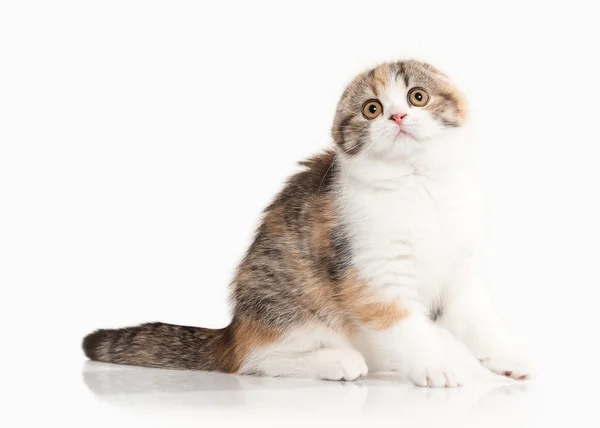 Gato. Gatinho do planalto escocês com branco sobre fundo branco — Fotografia de Stock