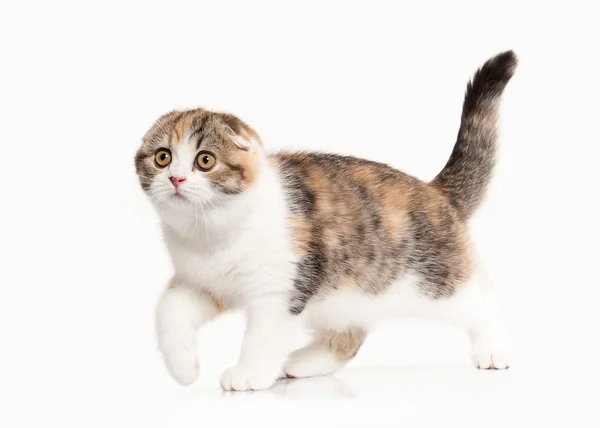 Gato. Gatinho do planalto escocês com branco sobre fundo branco — Fotografia de Stock