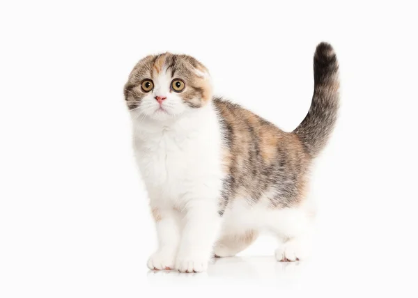 Un chat. chaton écossais des hautes terres avec du blanc sur fond blanc — Photo