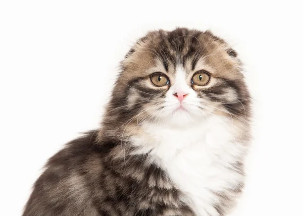 Cat. Scottish highland kitten with white on white background — Stock Photo, Image