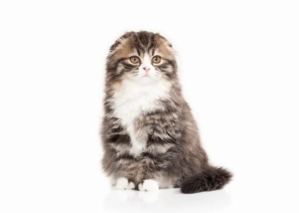 Kočka. Skotská vysočina kotě s bílou na bílém pozadí — Stock fotografie