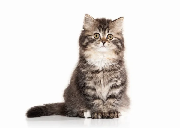 Cat. Scottish highland kitten with white on white background — Stock Photo, Image