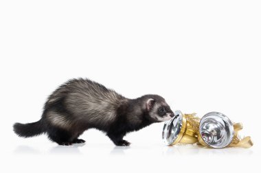 Young ferret on white background clipart