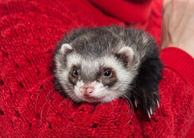 Genç beyaz arka plan üzerinde yaban gelinciği